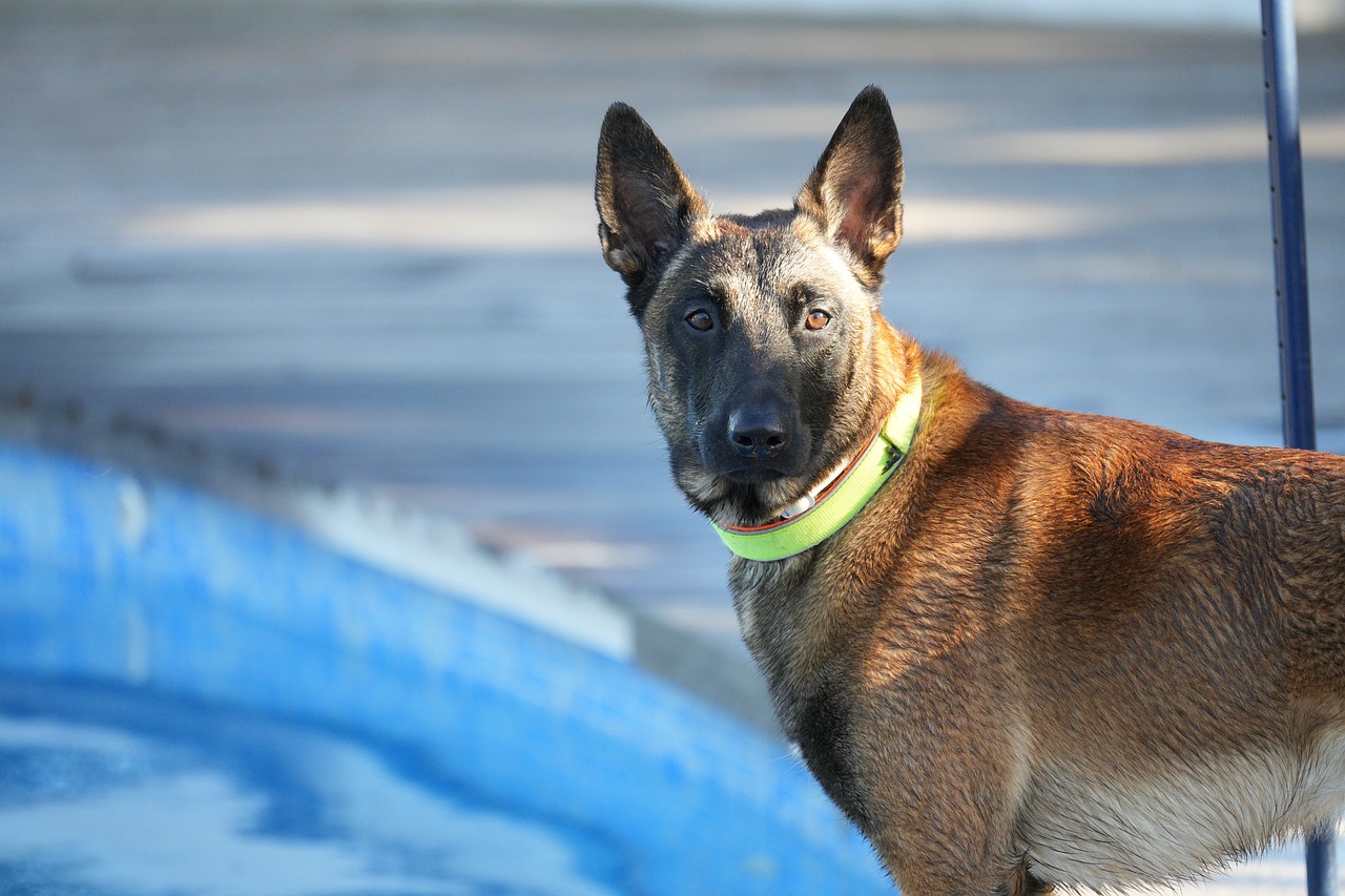 The Unique Features of the Belgian Tervuren